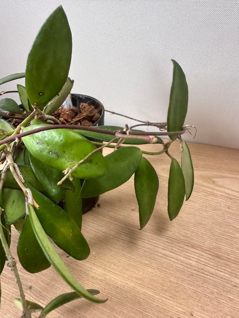 Hoya davidcummingii デビッドクミンギー — image 4