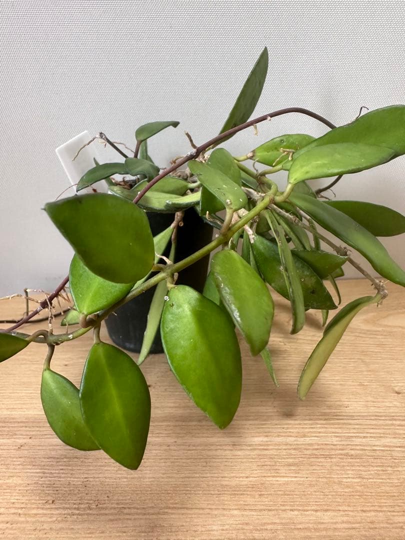 Hoya davidcummingii デビッドクミンギー — image 5