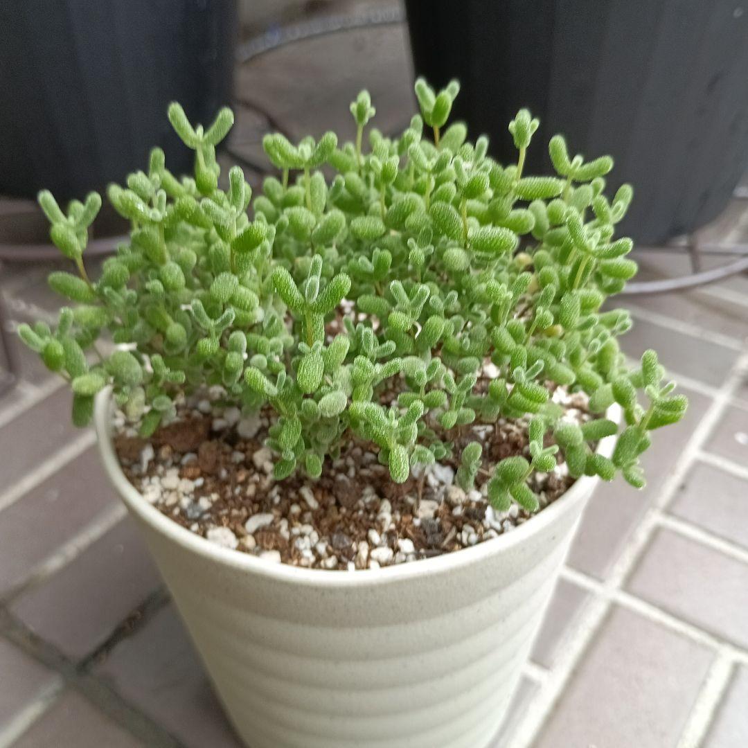 ドロサンテマム　슈퍼글로보섬 — image 2