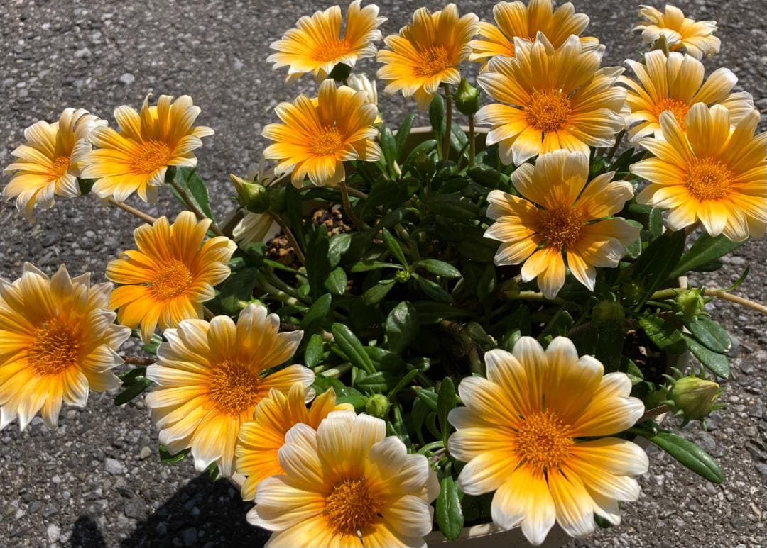 ガザニア　ビースト　挿し芽苗（発根済）　３株セット — image 2