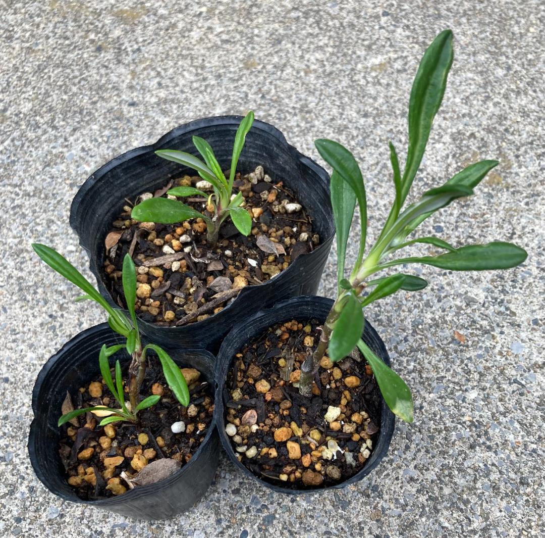 ガザニア　ビースト　挿し芽苗（発根済）　３株セット — image 3