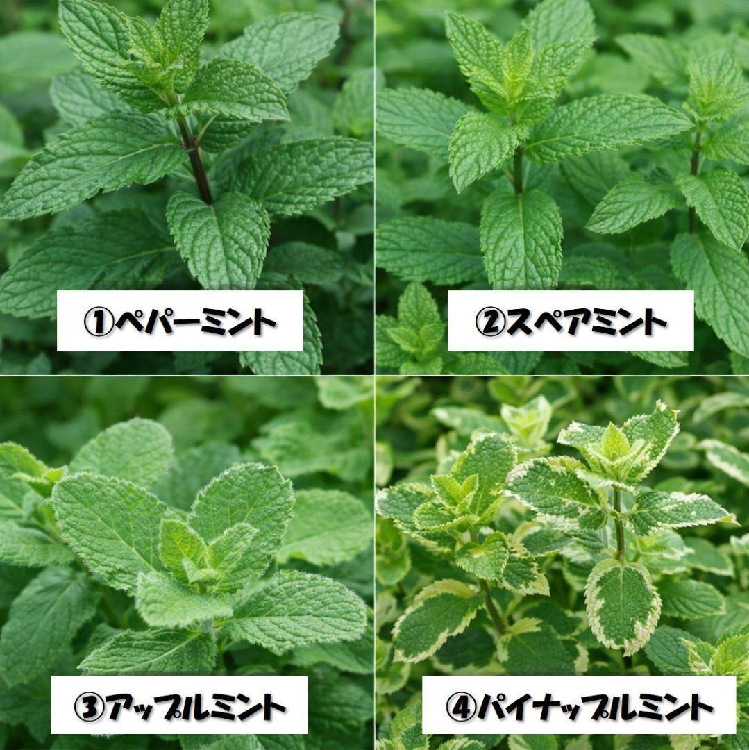 無農薬育ち！ミント・タイム・オレガノなど人気ハーブ苗 おまかせ6種セット — image 2