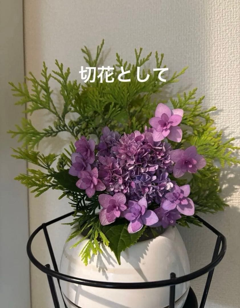 コニファー　ゴールドクレスト　ドライフラワー ミニスワッグ — image 3