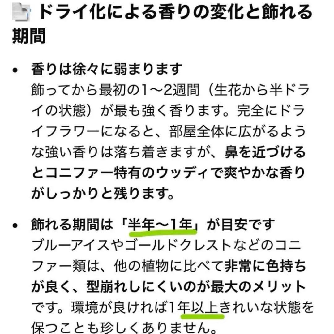 コニファー　ゴールドクレスト　ドライフラワー ミニスワッグ — image 5