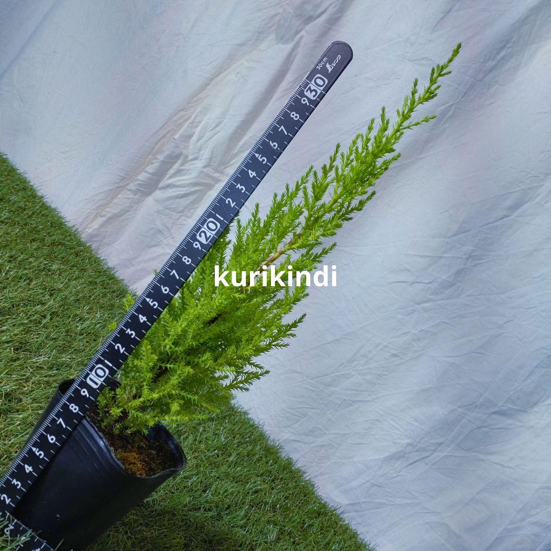ゴールドクレスト　ウィルマ　単品Ｅ(cf20-05) — image 3