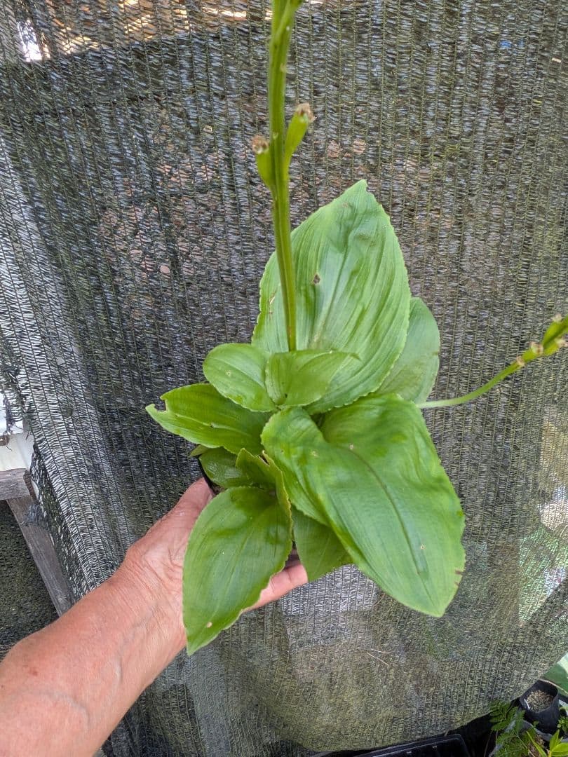 山野草、ラン科植物、地生ラン [ クモキリソウ ] 大小５株程 — image 2