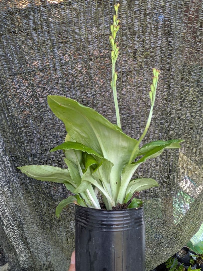 山野草、ラン科植物、地生ラン [ クモキリソウ ] 大小５株程 — image 3