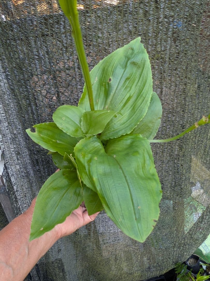 山野草、ラン科植物、地生ラン [ クモキリソウ ] 大小５株程 — image 4