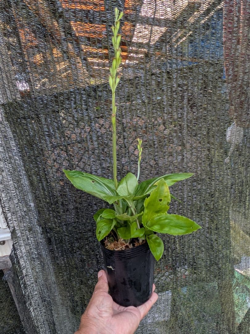 山野草、ラン科植物、地生ラン [ クモキリソウ ] 大小５株程 — image 5
