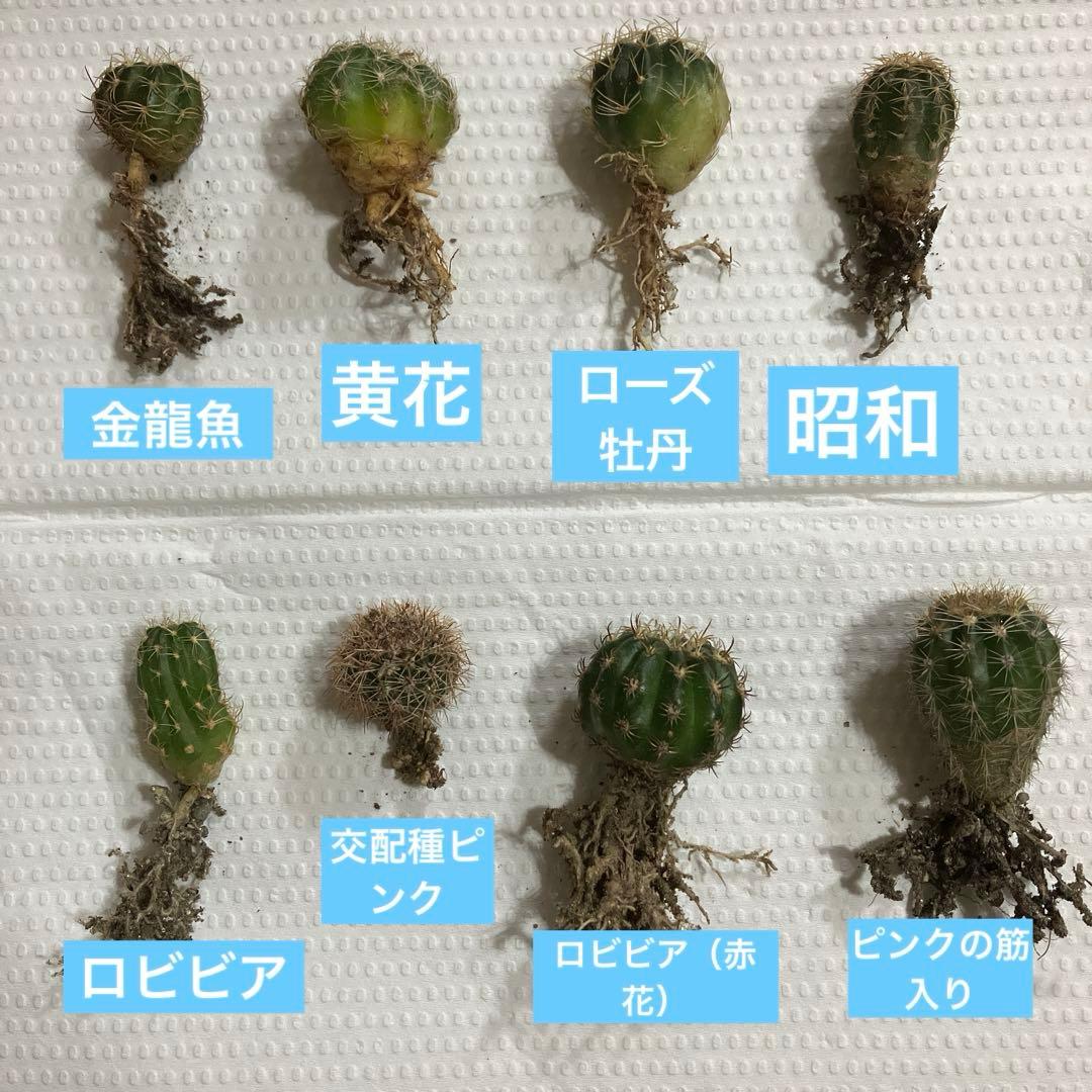 ゆみ様確認専用 — image 3