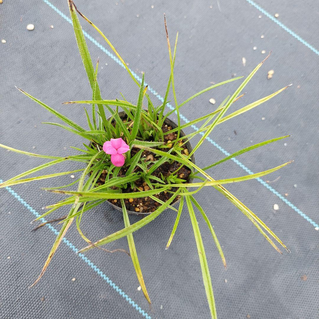 アッツ桜　写真の苗を発送　花苗 — image 2