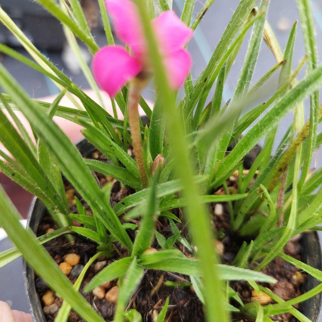 アッツ桜　写真の苗を発送　花苗 — image 4