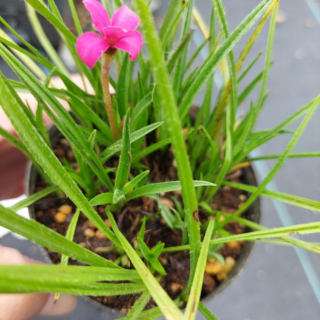 アッツ桜　写真の苗を発送　花苗 — image 5