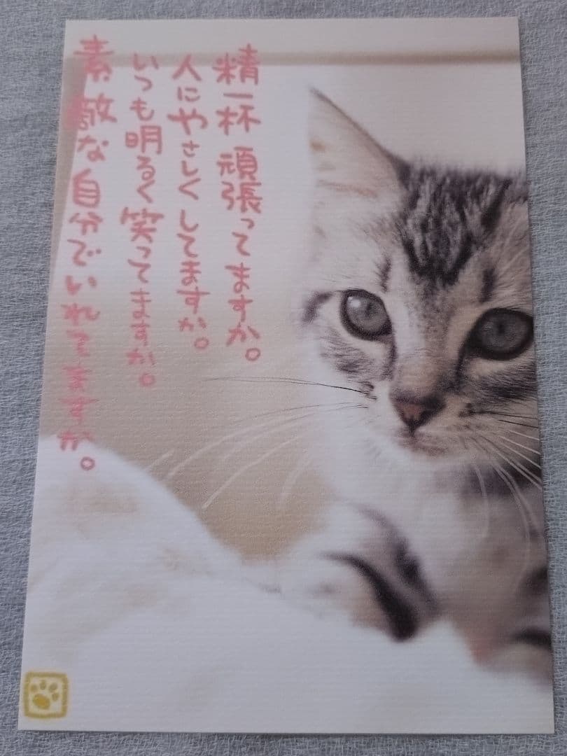 犬猫のメッセージポストカード 15枚セット — image 3