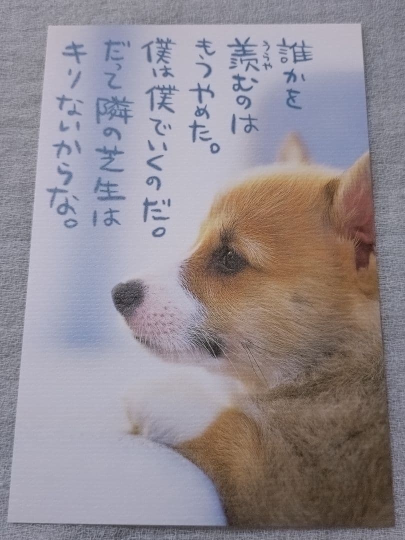 犬猫のメッセージポストカード 15枚セット — image 5