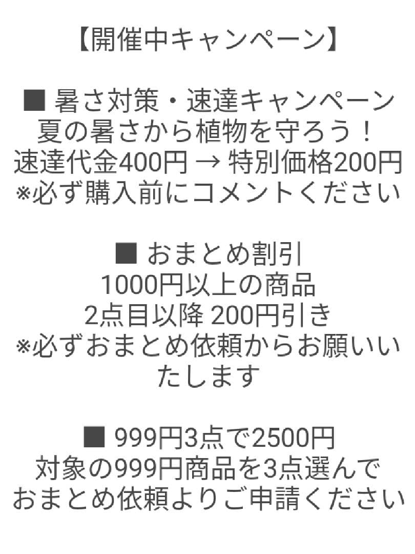 【A37】斑入りモンステラ ホワイトタイガー カット茎 成長点3つ — image 2