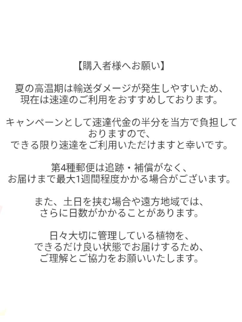 【A37】斑入りモンステラ ホワイトタイガー カット茎 成長点3つ — image 3