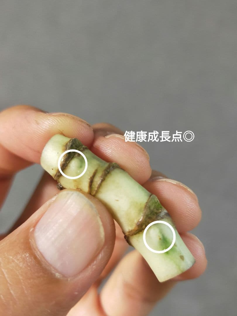 【A37】斑入りモンステラ ホワイトタイガー カット茎 成長点3つ — image 5