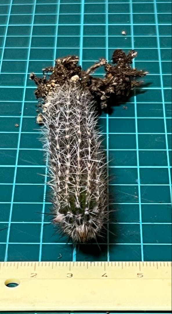☆花サボテン　エキノプシス 奇想丸　実生苗【1苗】開花株 — image 5