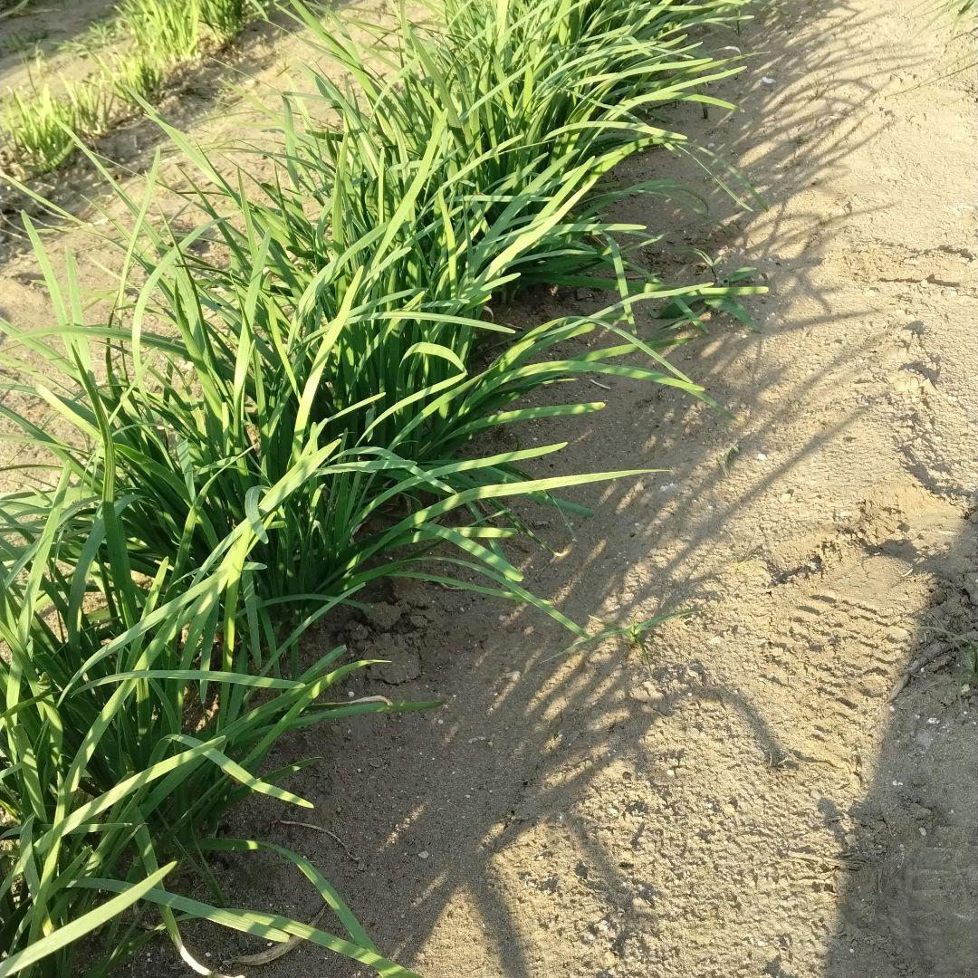 無農薬新鮮なニラ 収穫したて — image 2