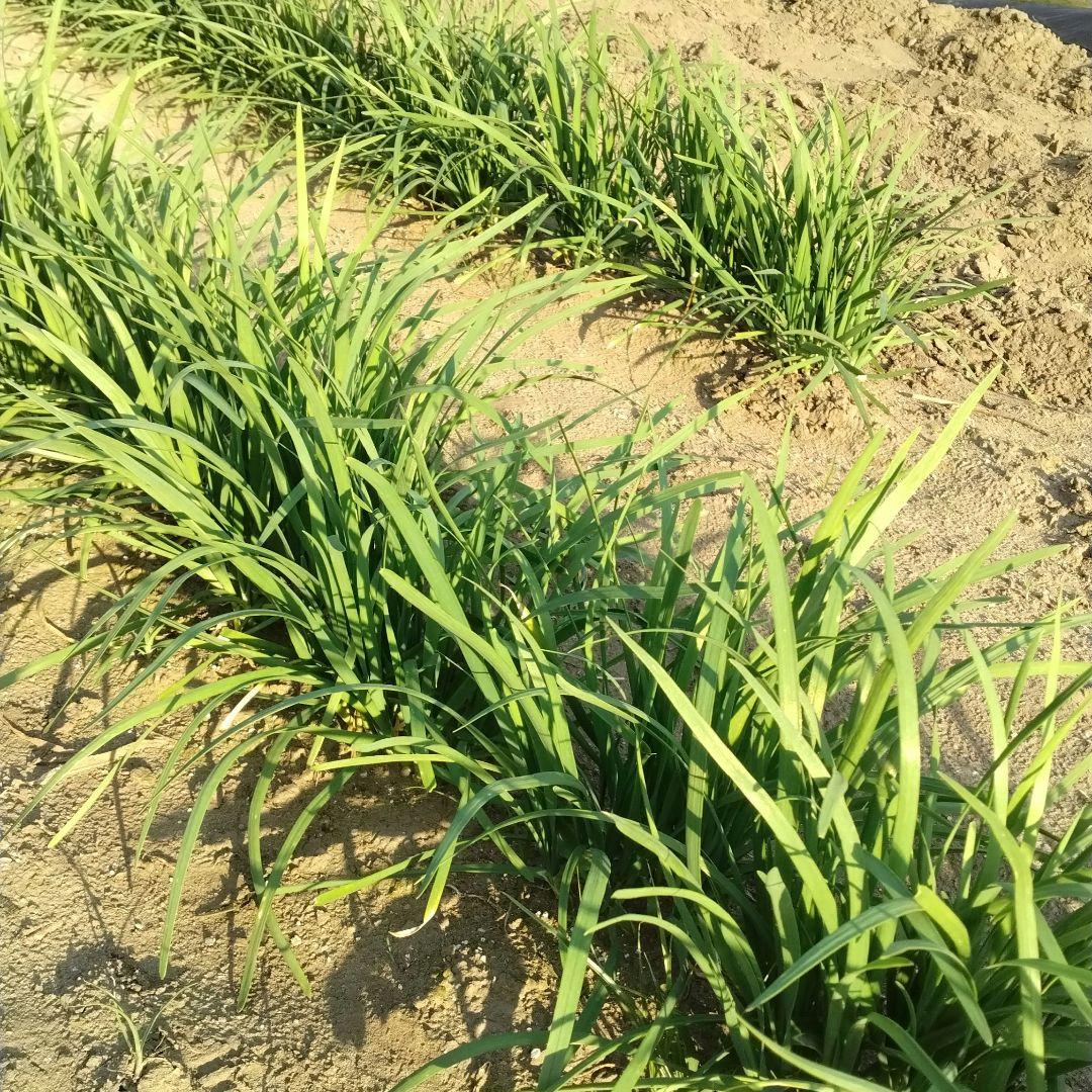 無農薬新鮮なニラ 収穫したて — image 3