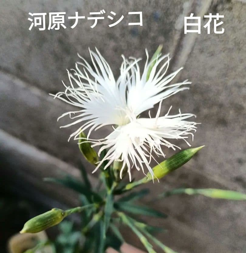 HETA様 リクエスト 3点 まとめ商品 — image 3