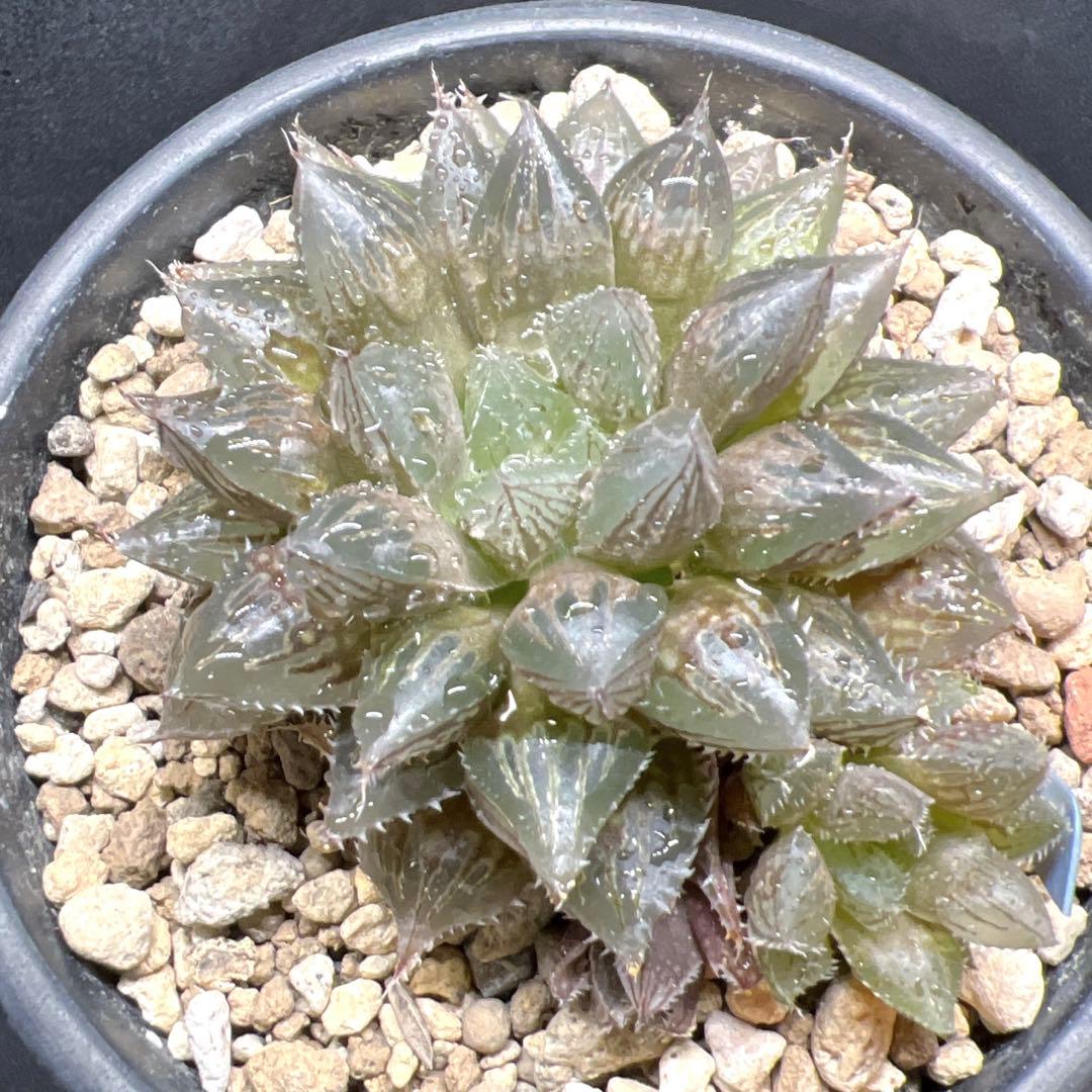 ハオルチア　ミラーボール — image 3