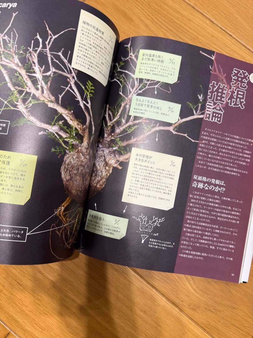 Bplants ビザールプランツ 冬型 珍奇植物最新情報 — image 3