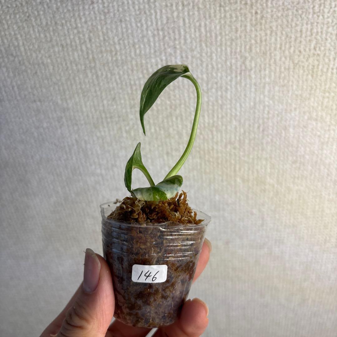 モンステラ　タイコン — image 2
