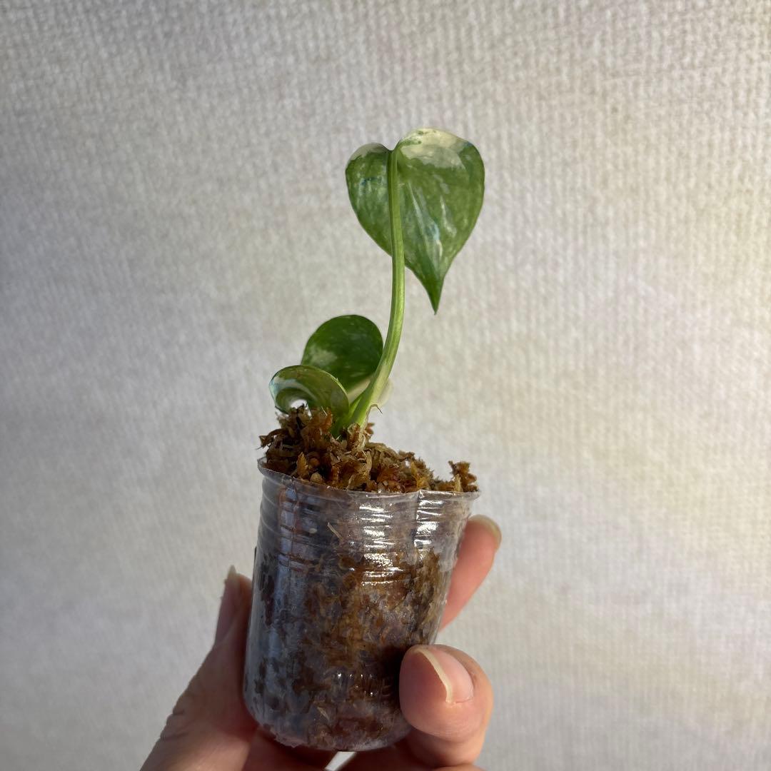モンステラ　タイコン — image 3