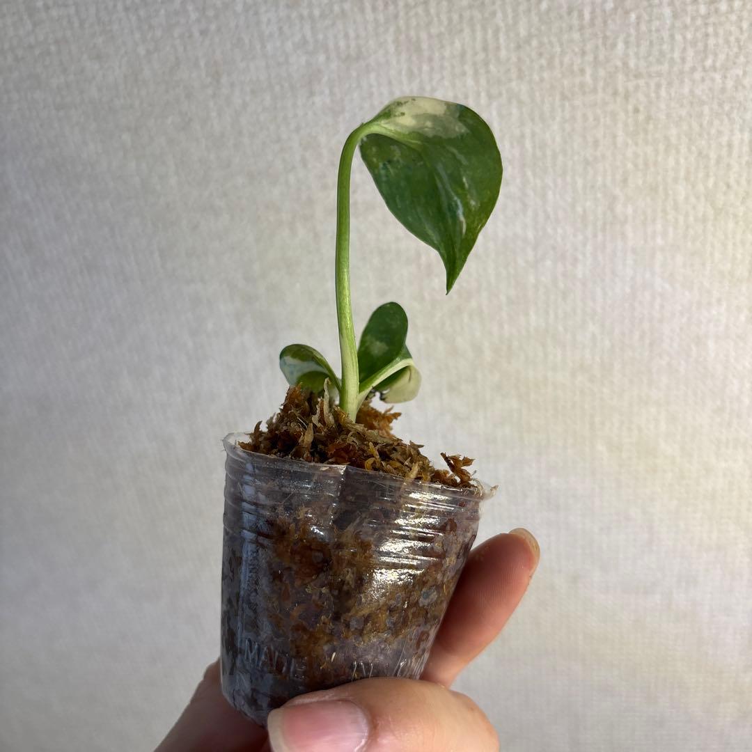 モンステラ　タイコン — image 4