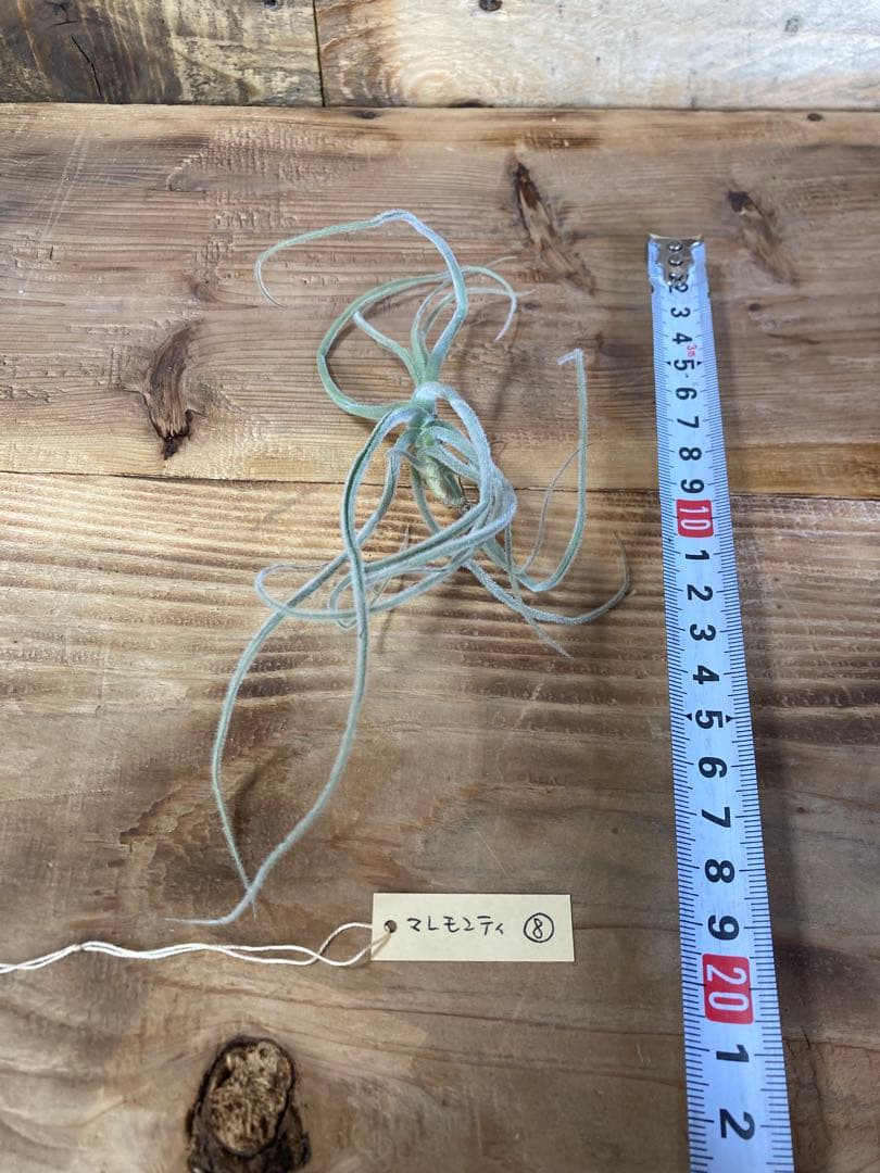 チランジア　マレモンティ ⑧ 芳香種 — image 2