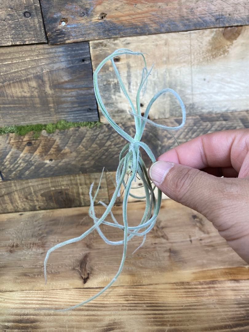 チランジア　マレモンティ ⑧ 芳香種 — image 3