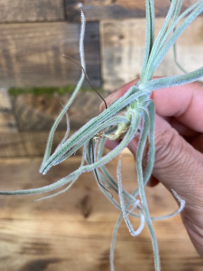 チランジア　マレモンティ ⑧ 芳香種 — image 4