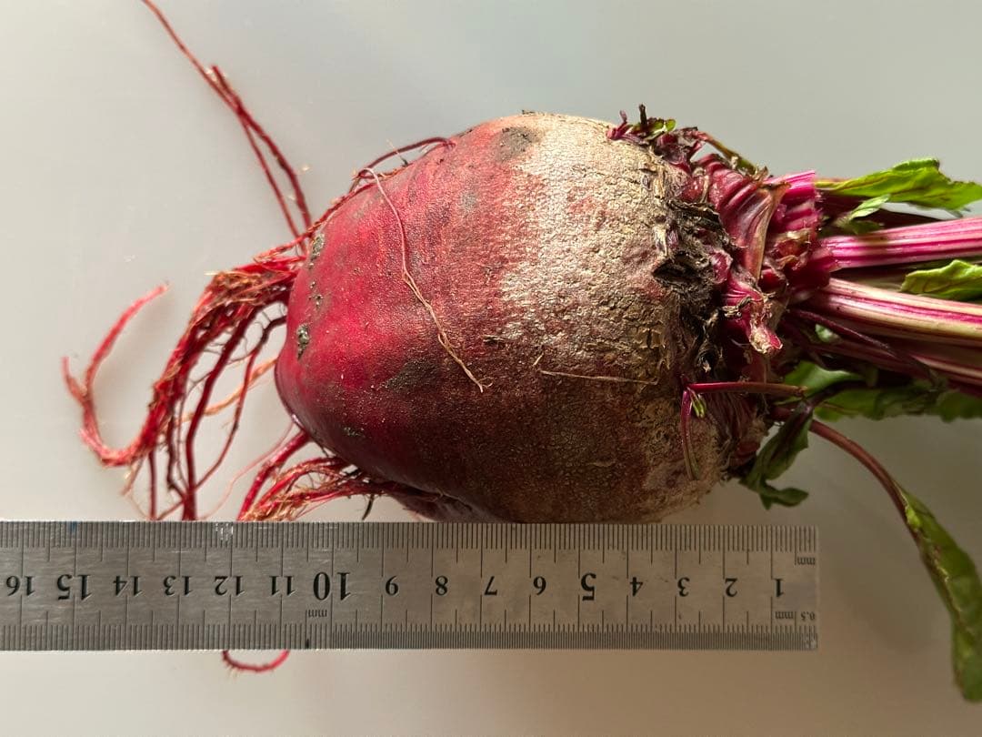 甘くて美味しいビーツ3KG以上保証★ Beetroot ☆ORGANIC — image 2
