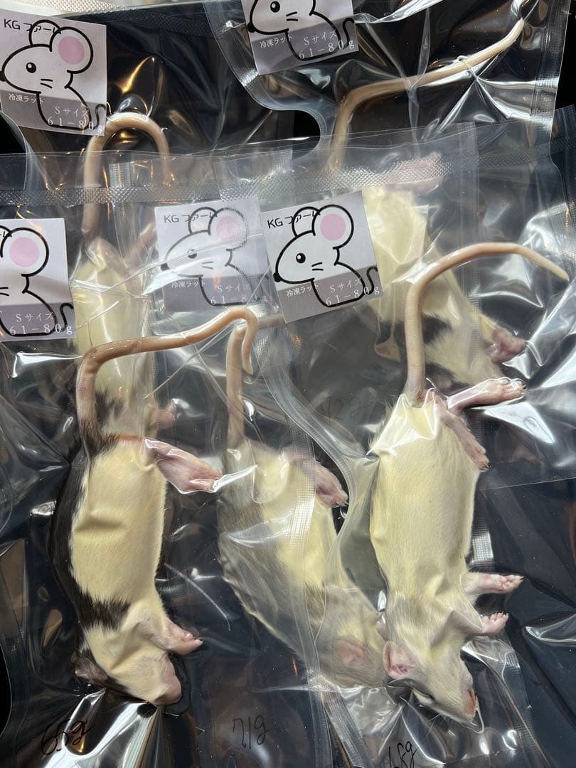 ☆冷凍ラット☆れいこ様ご予約品 — image 2