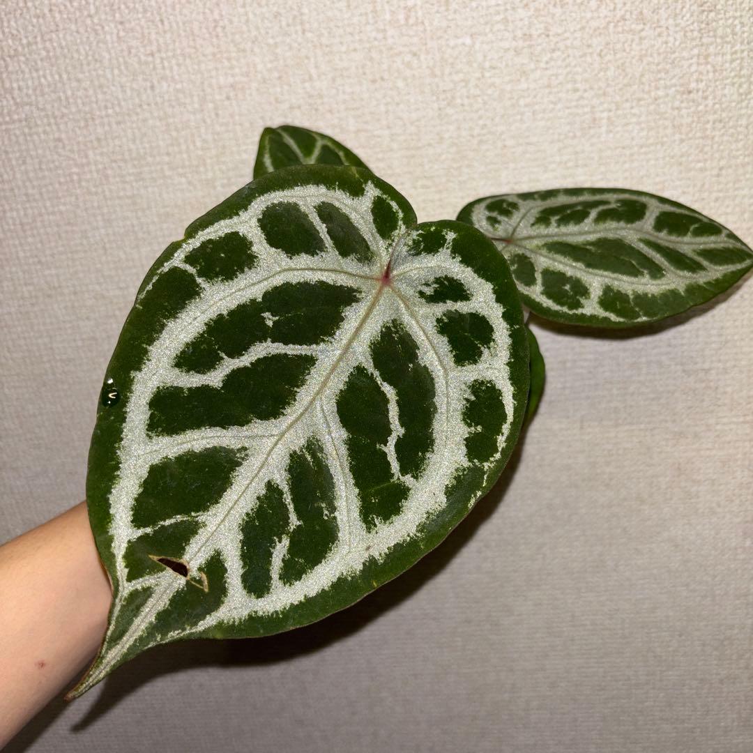 【wtleaf様専用】 — image 2