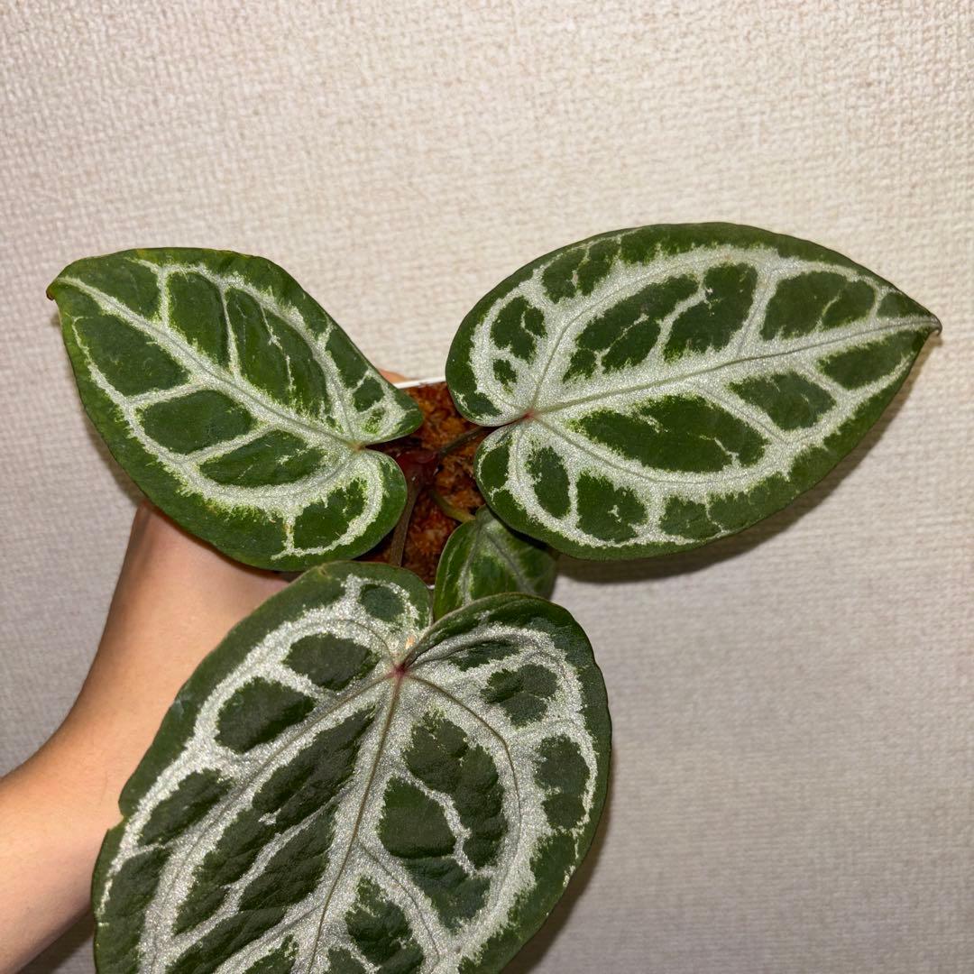 【wtleaf様専用】 — image 3