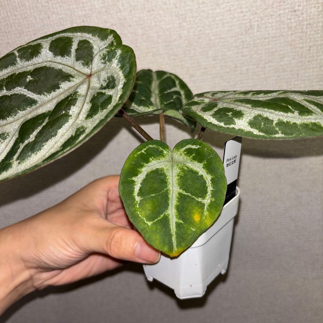 【wtleaf様専用】 — image 4