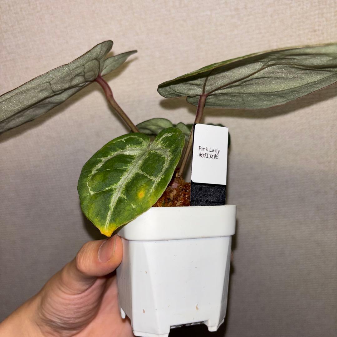 【wtleaf様専用】 — image 5
