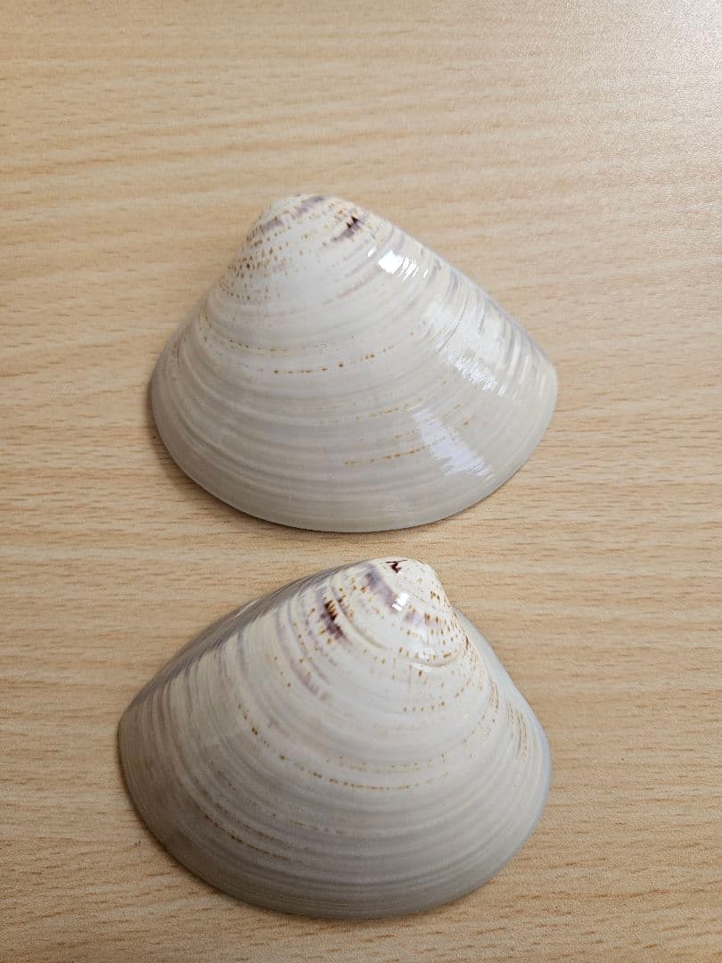 環翠庵　天然蛤香合　貝合わせ — image 4