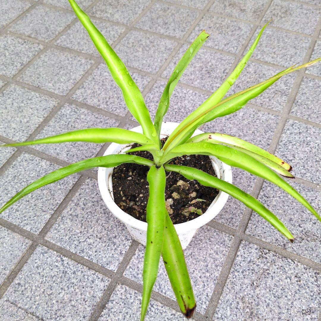 オリヅルラン ２鉢の抜き苗(鉢の中を全て！) 観葉植物 — image 2