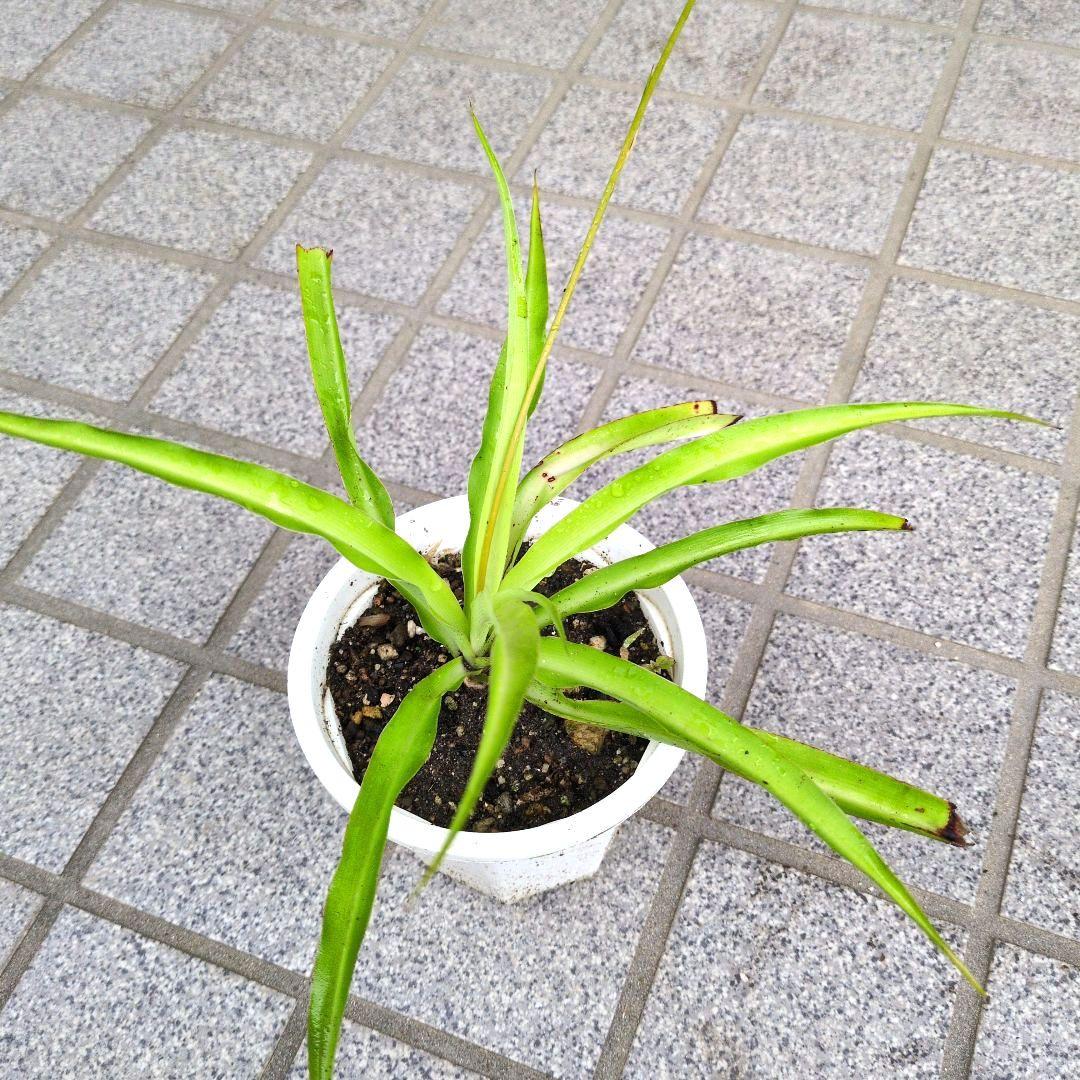 オリヅルラン ２鉢の抜き苗(鉢の中を全て！) 観葉植物 — image 3