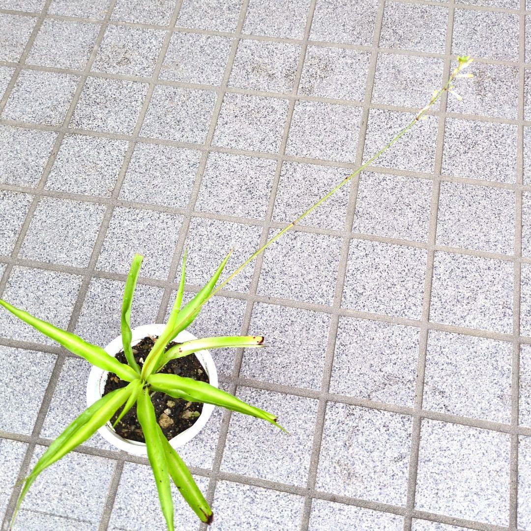 オリヅルラン ２鉢の抜き苗(鉢の中を全て！) 観葉植物 — image 4