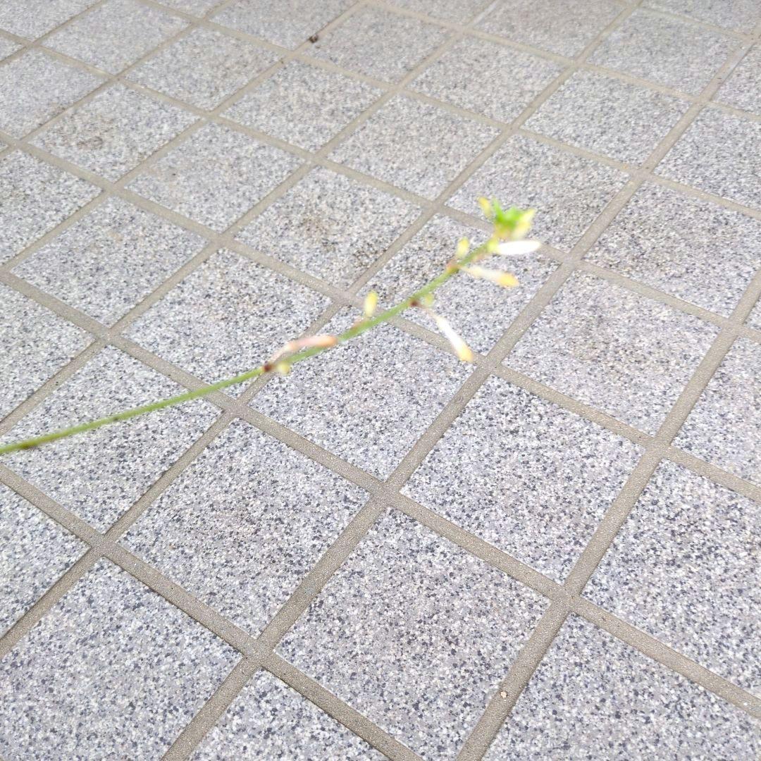 オリヅルラン ２鉢の抜き苗(鉢の中を全て！) 観葉植物 — image 5