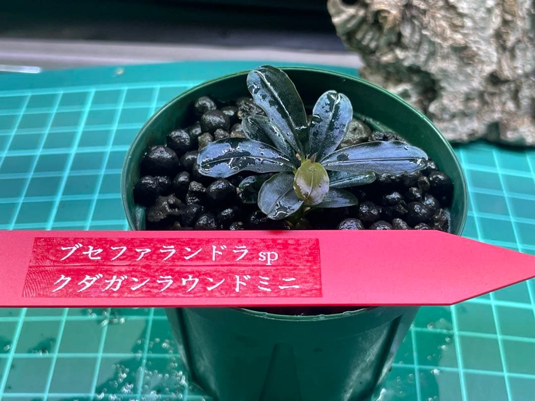 ブセファランドラ spクダガンラウンドミニBIG サイズ❗️ — image 2