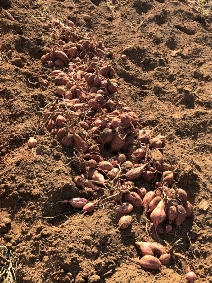 種子島産　安納芋　Sサイズ　５キロ — image 3