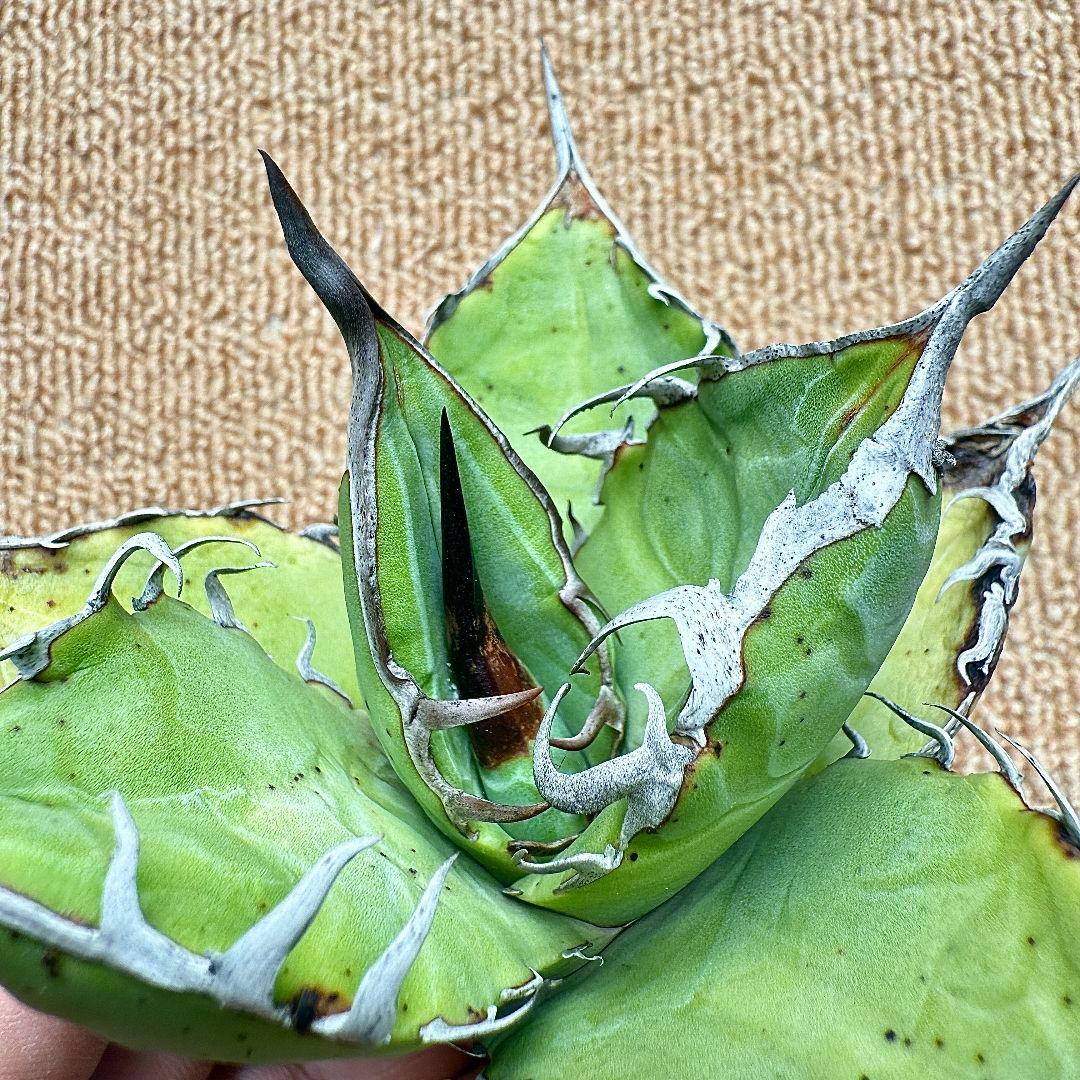 【Lj_plants】Z799アガベ チタノタ 実生 狂棘 極上強棘 — image 5