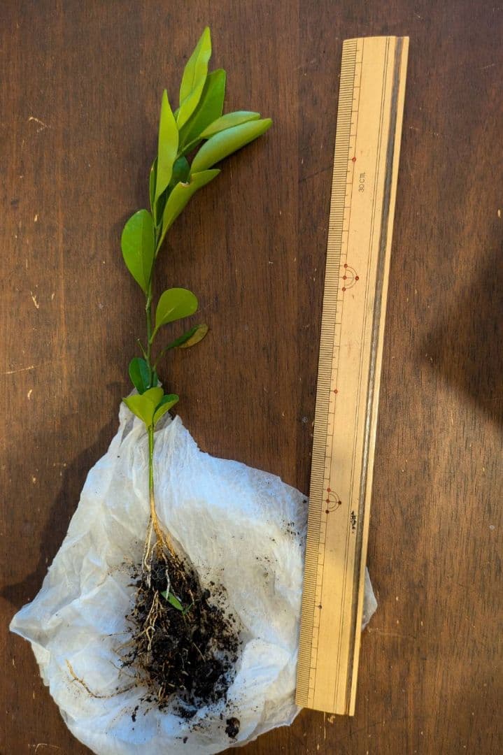 シークワーサー　実生苗　1株 実生苗 — image 3