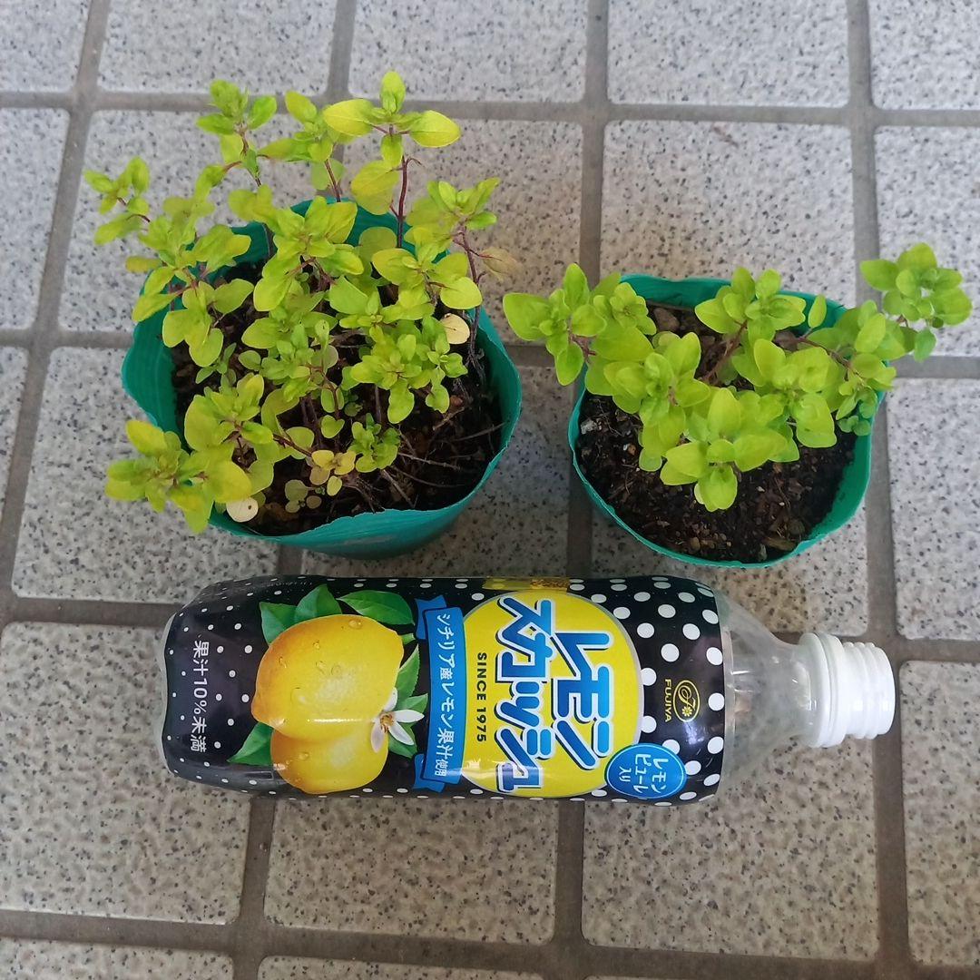 オレガノ　2ポットセット　寄せ植え　ハーブ　宿根草 — image 2
